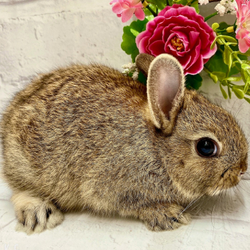 animal_image