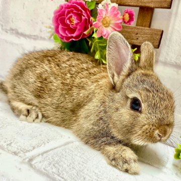 animal_image