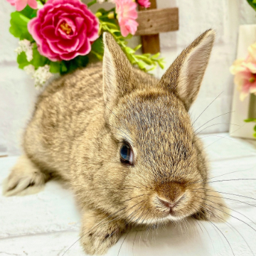 animal_image