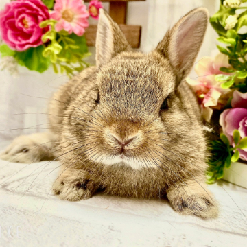 animal_image