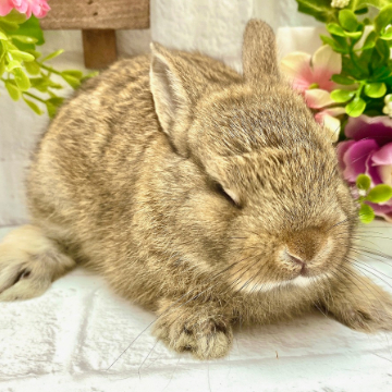 animal_image