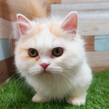 animal_image