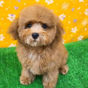 animal_image