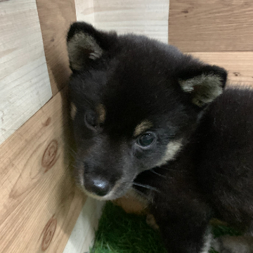 animal_image