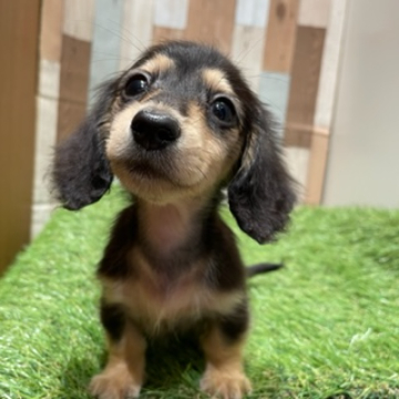 animal_image