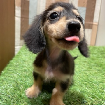 animal_image