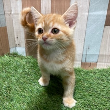 animal_image