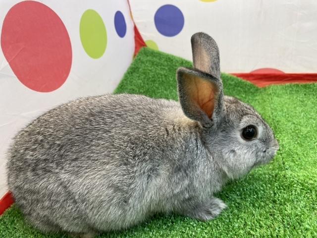 animal_image