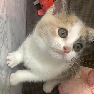 animal_image