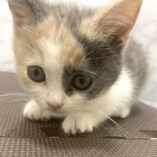 animal_image