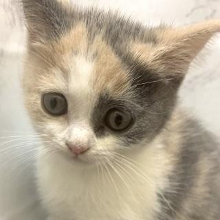 animal_image