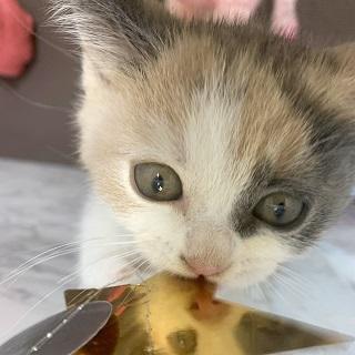 animal_image