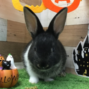 animal_image