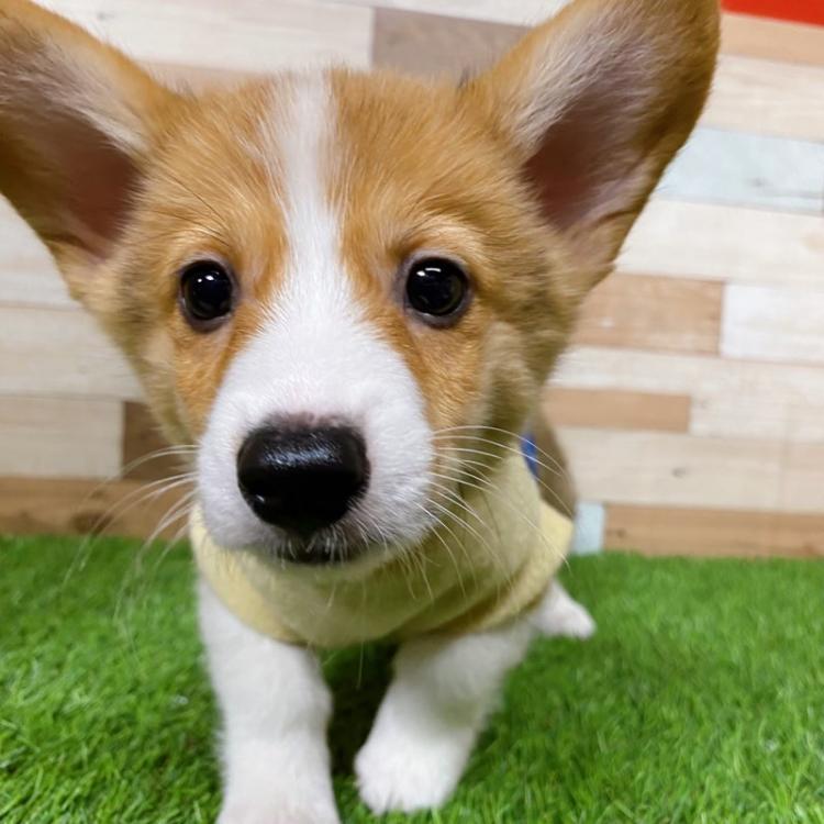 animal_image