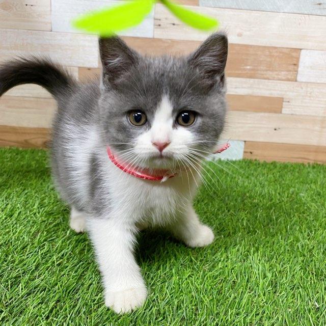 animal_image