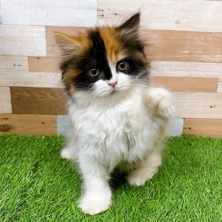 animal_image