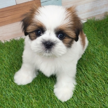 animal_image