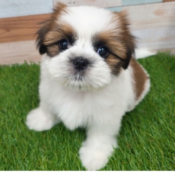 animal_image