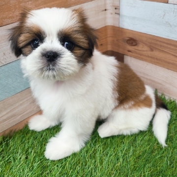 animal_image