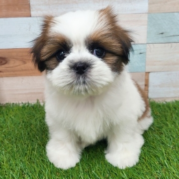 animal_image
