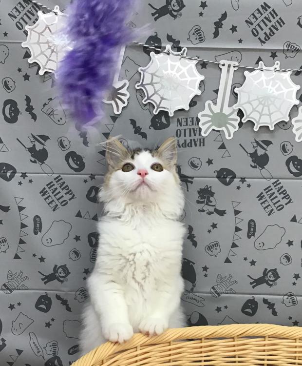 animal_image