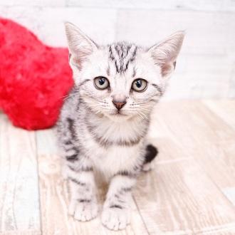 animal_image