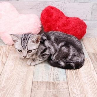 animal_image