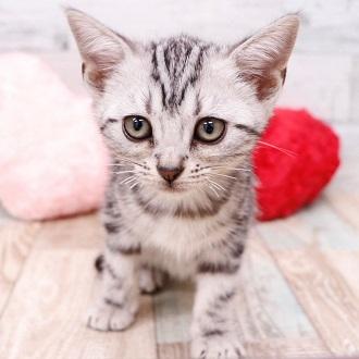 animal_image