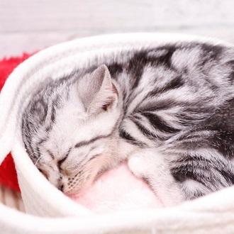 animal_image