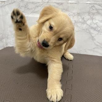 animal_image