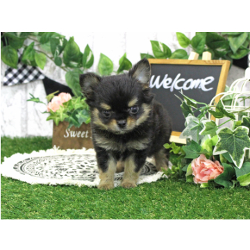 animal_image