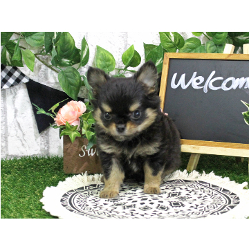 animal_image