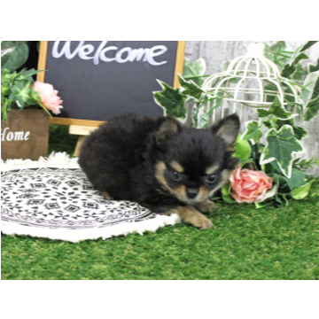 animal_image