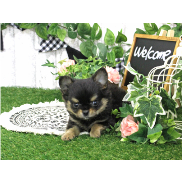 animal_image