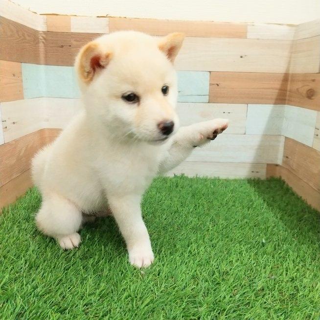 animal_image
