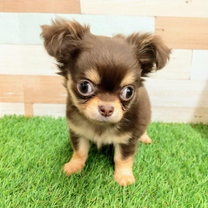 animal_image