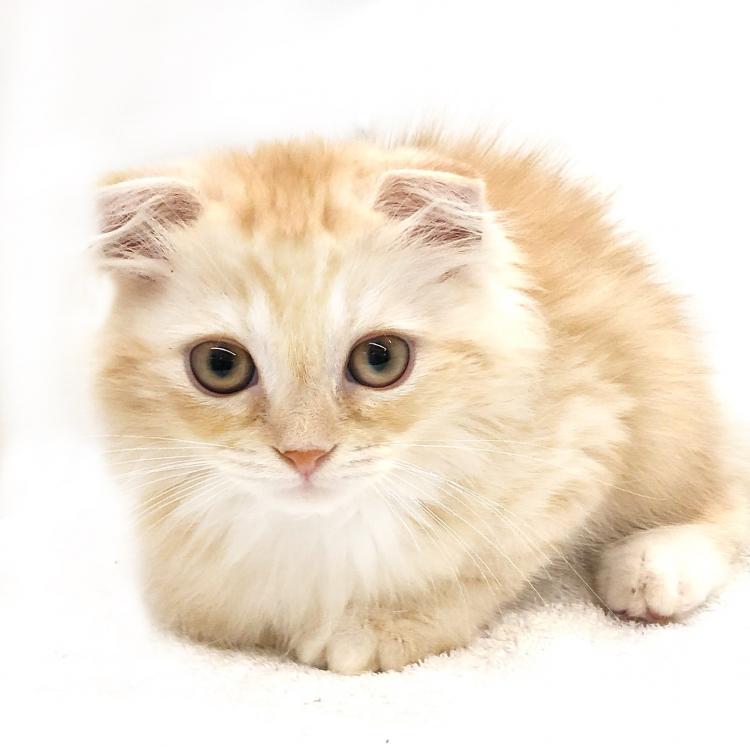 animal_image