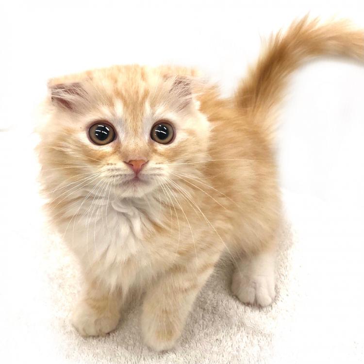 animal_image