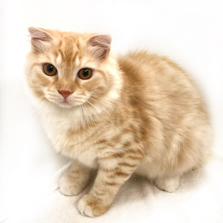 animal_image