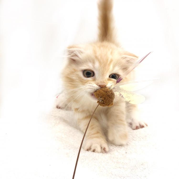 animal_image
