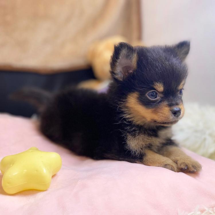 animal_image