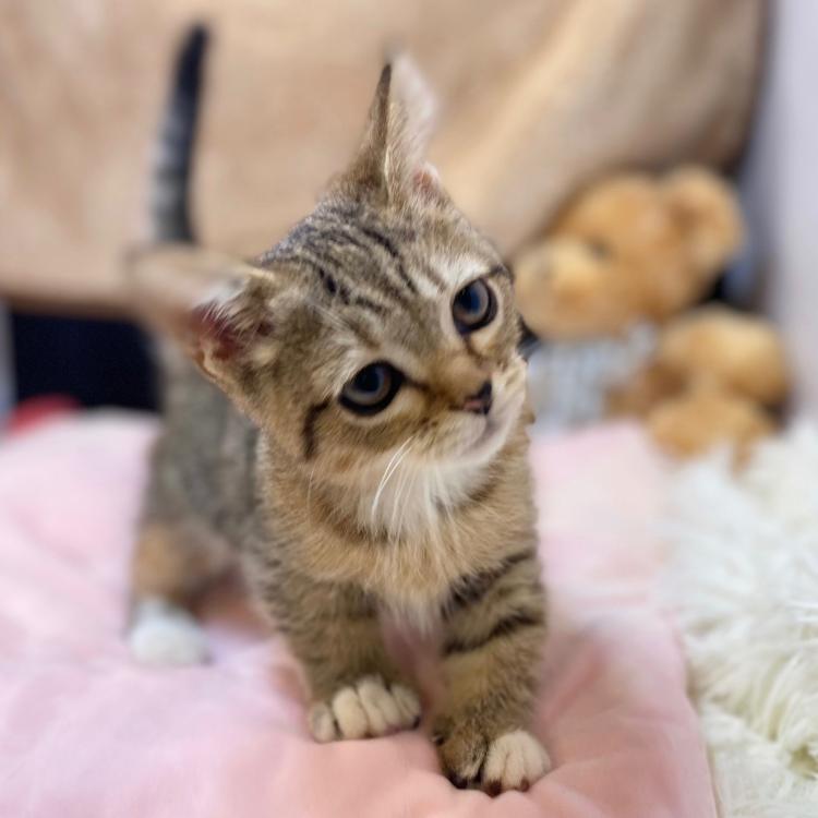 animal_image