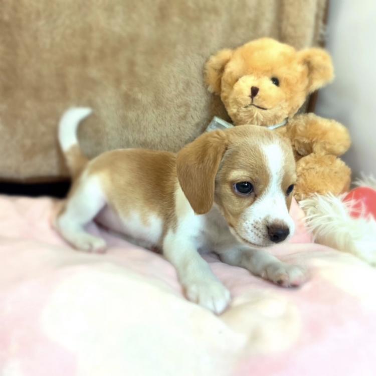 animal_image
