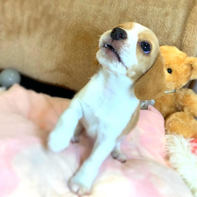 animal_image