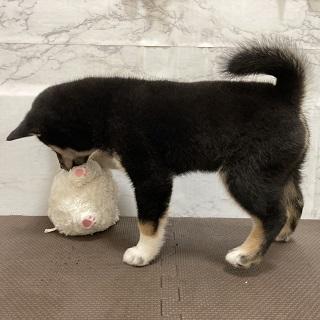 animal_image