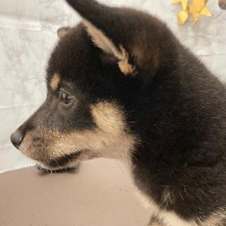 animal_image