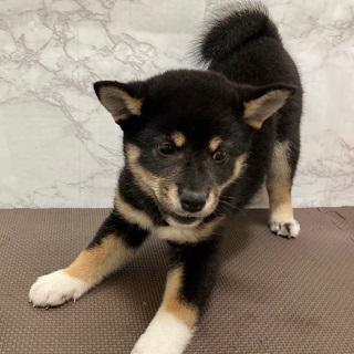 animal_image
