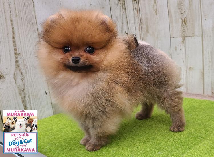 animal_image