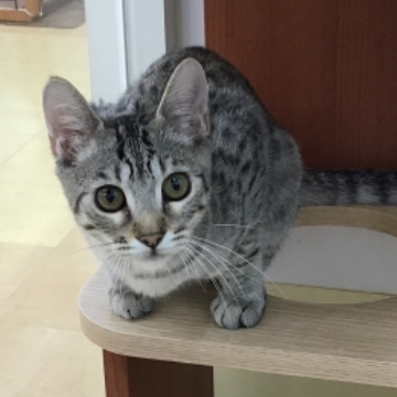 animal_image