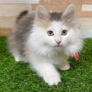 animal_image